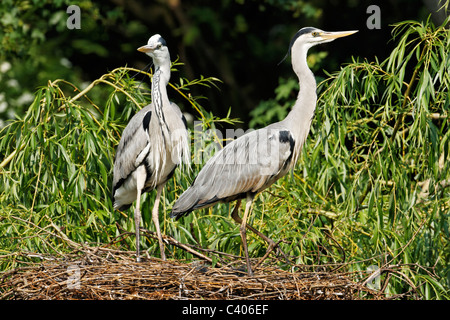 Graue Reiher, Ardea Cinerea, zwei Erwachsene auf Nest mit jungen, UK, April 2011 Stockfoto