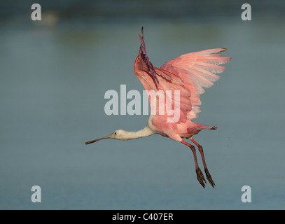Rosige Löffler im Flug, Sanibel Island, Florida Stockfoto