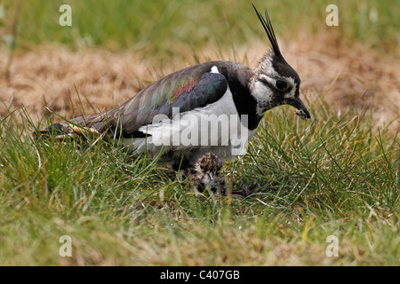 Nördlichen Kiebitz, Vanellus Vanellus, Weibchen mit jungen am Nest, Midlands, April 2011 Stockfoto