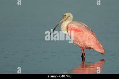 Rosige Löffler stehen im flachen Wasser. Sanibel Island, Florida. Stockfoto