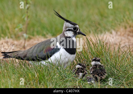 Nördlichen Kiebitz, Vanellus Vanellus, Weibchen mit jungen am Nest, Midlands, April 2011 Stockfoto