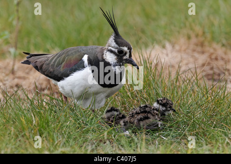 Nördlichen Kiebitz, Vanellus Vanellus, Weibchen mit jungen am Nest, Midlands, April 2011 Stockfoto