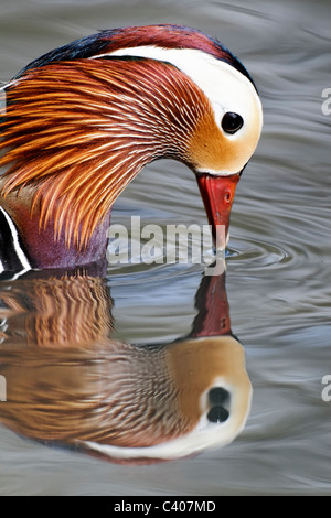 Mandarinente, Aix Galericulata, einzelnes Männchen auf dem Wasser, Kopfschuss, Midlands, April 2011 Stockfoto