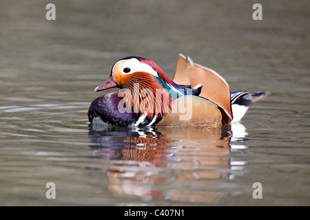 Mandarin Duck, Aix Galericulata, einzelne Männchen auf dem Wasser, Midlands, April 2011 Stockfoto