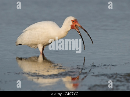 Weißer Ibis schlucken Krabbe, Estero Lagune, Florida, USA. Stockfoto