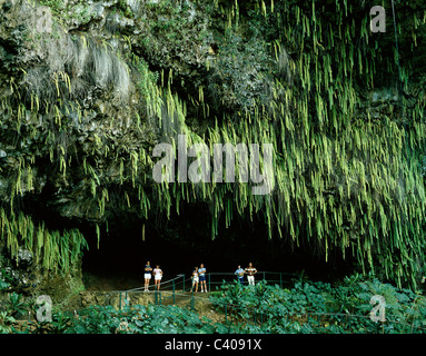 Amerika, Farn, Fern Grotto, Farne, grün, Grotte, Hawaii, Holiday, Kauai, Wahrzeichen, Lush, Tourismus, Touristen, Reisen, Tropical, U Stockfoto