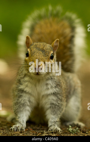 Graue Eichhörnchen Sciurus Carolinensis Tehidy Woods, Camborne, Cornwall Stockfoto