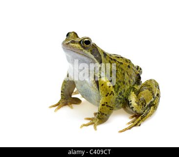 Grasfrosch Stockfoto