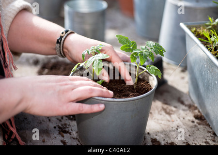Frau Klein (Tomate) Pflanzen in einen Topf. Flachen Fokus Stockfoto
