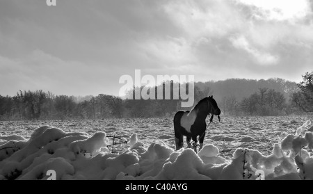 Pferd im Feld. Bishopswood Road, in der Nähe von Huntsmoor Straße übernommen. Tadley, Hampshire, England, Vereinigtes Königreich, Vereinigtes Königreich Stockfoto