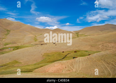 Pferde auf einer Weide in Kirgisistan Stockfoto