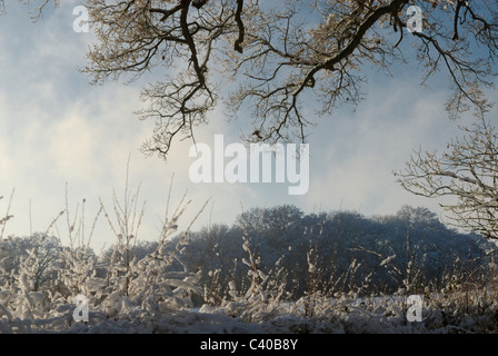 Eisige Zweige genommen im Feld in der Nähe von Großbritannien Tadley, Hampshire, England, UK Stockfoto