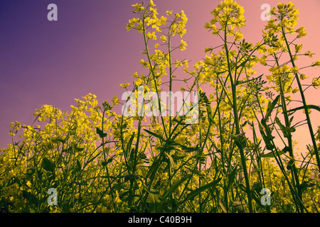 Landschaft mit Blumenwiese vor Sonnenuntergang Stockfoto