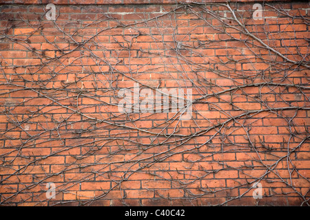 Ivy Wurzeln Kletterwand Stockfoto