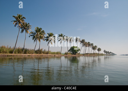 Palmen entlang einem Wasserkanal an Backwaters, Kerala, Indien Stockfoto