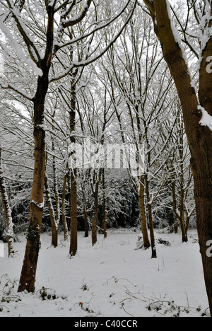 Dünne Bäume mit Schnee in Tadley, Hampshire. Vereinigtes Königreich. UK Stockfoto