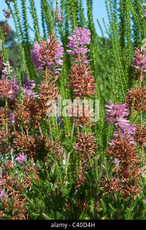 Erica Verticillata ausgestorben im wilden, Blumen im Kirstenbosch National Botanical Garden Kapstadt Western Cape Südafrika Stockfoto