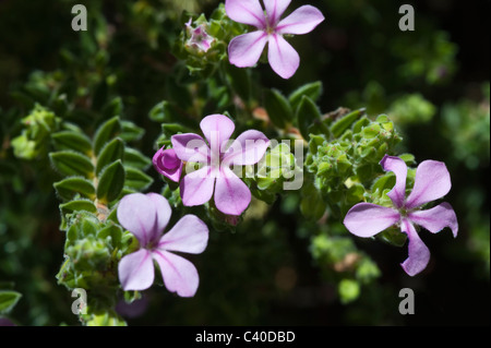 Buchu (Acmadenia Mundiana) seltene Pflanze der Kalksteinhügel, Küsten Fynbos Kirstenbosch National Botanical Garden-Kapstadt-Südafrika Stockfoto