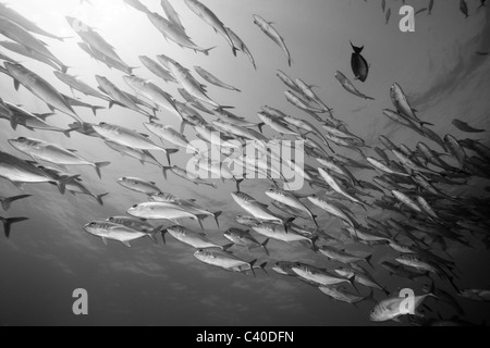 Schwarm von Bigeye Trevally, Caranx Sexfasciatus, Namena Marine Reserve, Fidschi Stockfoto