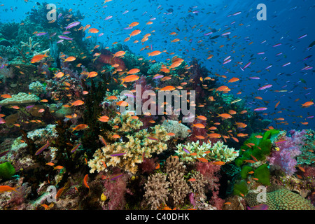 Lyretail Anthias im Korallenriff, Pseudanthias Squamipinnis, Namena Marine Reserve, Fidschi Stockfoto