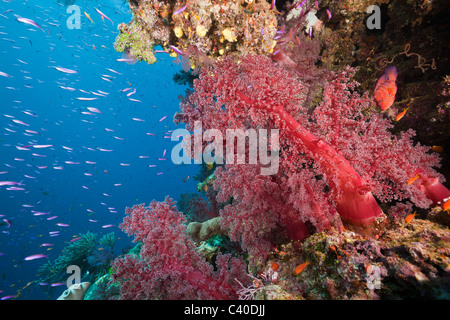 Korallenriff, Namena Marine Reserve, Fidschi Stockfoto