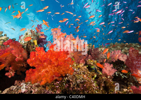 Bunte Korallenriff, Makogai, Lomaviti, Fidschi Stockfoto