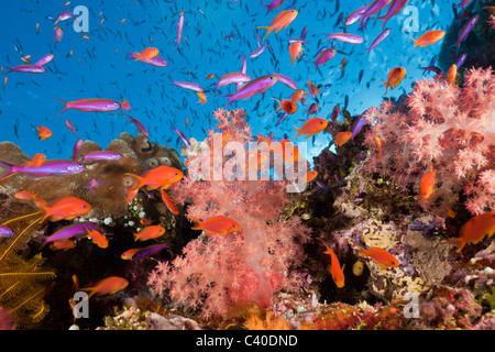 Anthias über Coral Reef, Luzonichthys Whitleyi, Pseudanthias Squamipinnis, Makogai, Lomaviti, Fidschi Stockfoto