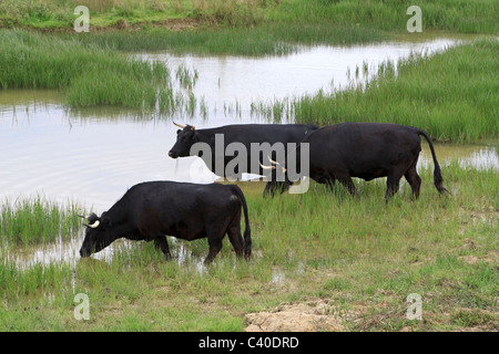 Schwarzen Rinder aufhören zu trinken an einem flachen Teich. Kühe in einem sumpfigen Gebiet neben Rutland Water anhalten zu trinken. Stockfoto