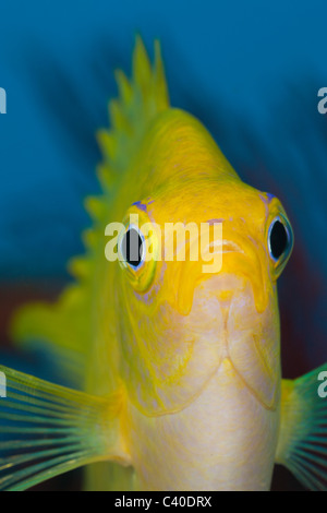 Goldener Riffbarsch, Amblyglyphidodon Aureus, Namena Marine Reserve, Fidschi Stockfoto