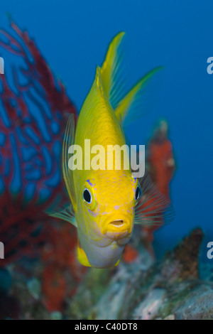 Goldener Riffbarsch, Amblyglyphidodon Aureus, Namena Marine Reserve, Fidschi Stockfoto