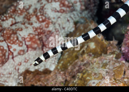 Gelb-Lippe Meer Krait, gebändert Laticauda Colobrina, Gau, Lomaiviti, Fidschi Stockfoto