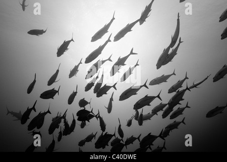 Fischschwarm von Bigeye Trevally Caranx Sexfasciatus, Gau, Lomaiviti, Fidschi Stockfoto