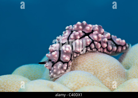 Dwarty Sea Slug auf Korallen, Phyllidiopsis Krempfi, Gau, Lomaiviti, Fidschi Stockfoto