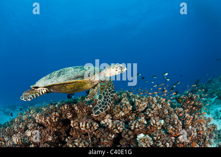 Hawksbill Turtle, Eretmochelys Imbricata, Namena Marine Reserve, Fidschi Stockfoto