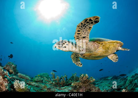 Hawksbill Turtle, Eretmochelys Imbricata, Namena Marine Reserve, Fidschi Stockfoto