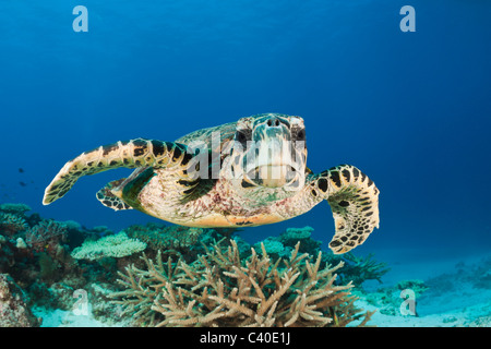 Hawksbill Turtle, Eretmochelys Imbricata, Namena Marine Reserve, Fidschi Stockfoto