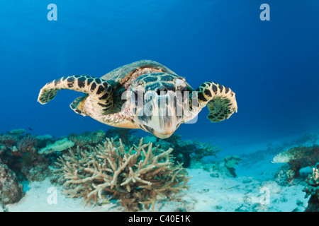 Hawksbill Turtle, Eretmochelys Imbricata, Namena Marine Reserve, Fidschi Stockfoto