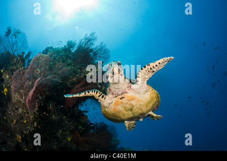 Hawksbill Turtle, Eretmochelys Imbricata, Namena Marine Reserve, Fidschi Stockfoto