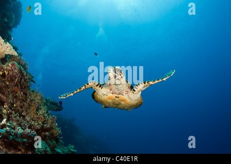 Hawksbill Turtle, Eretmochelys Imbricata, Namena Marine Reserve, Fidschi Stockfoto