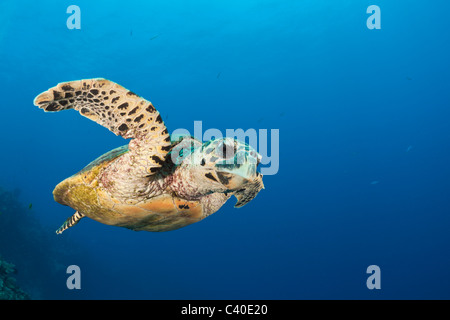 Hawksbill Turtle, Eretmochelys Imbricata, Namena Marine Reserve, Fidschi Stockfoto