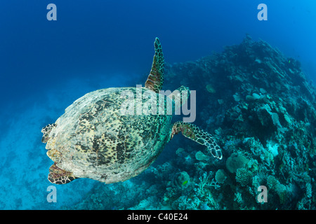 Hawksbill Turtle, Eretmochelys Imbricata, Namena Marine Reserve, Fidschi Stockfoto