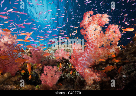 Bunte Korallenriff, Namena Marine Reserve, Fidschi Stockfoto