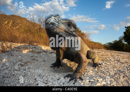 Nashorn-Iguana, Cyclura Cornuta, Nationalpark Isla Cabritos, Lago Enriquillo, Dominikanische Republik Stockfoto