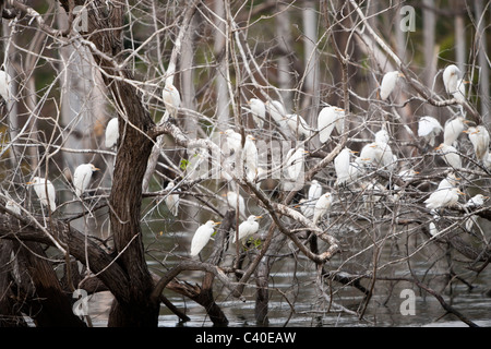 Vogel-Kolonie in Saltlake Lago Enriquillo, der Nationalpark Isla Cabritos, Dominikanische Republik Stockfoto