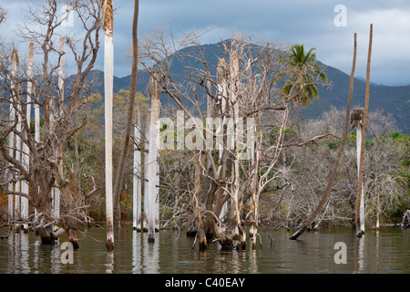 Impressionen vom Saltlake Lago Enriquillo, der Nationalpark Isla Cabritos, Dominikanische Republik Stockfoto