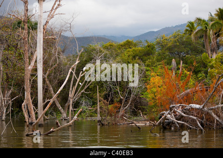 Impressionen vom Saltlake Lago Enriquillo, der Nationalpark Isla Cabritos, Dominikanische Republik Stockfoto