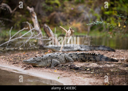 Amerikanisches Krokodil in Saltlake Lago Enriquillo, Crocodylus Acutus, Nationalpark Isla Cabritos, Dominikanische Republik Stockfoto