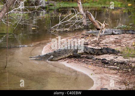 Amerikanisches Krokodil in Saltlake Lago Enriquillo, Crocodylus Acutus, Nationalpark Isla Cabritos, Dominikanische Republik Stockfoto