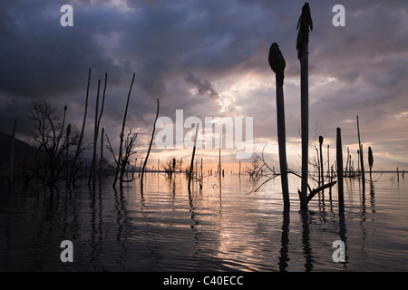 Sonnenaufgang am Saltlake Lago Enriquillo, der Nationalpark Isla Cabritos, Dominikanische Republik Stockfoto