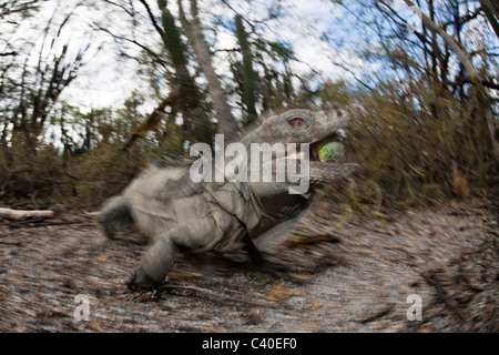 Entdecken Boden Iguana, Cyclura Ricordii, Nationalpark Isla Cabritos, Lago Enriquillo, Dominikanische Republik Stockfoto